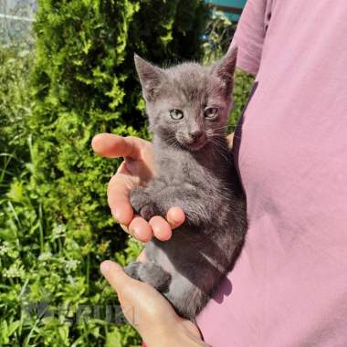 Котята ищут добрые руки 0