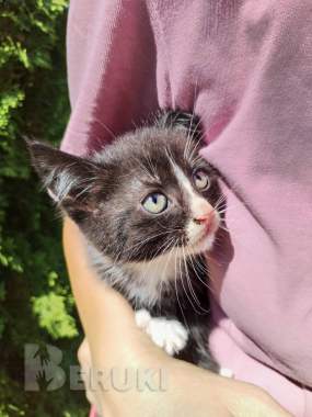 Котята ищут добрые руки 1