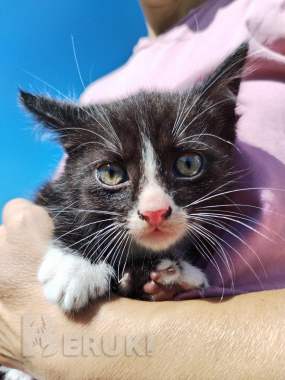 Котята ищут добрые руки 2