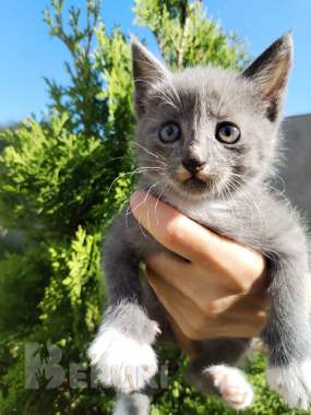 Котята ищут добрые руки 3