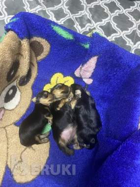 Бронь йорки 0