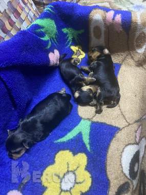 Бронь йорки 1