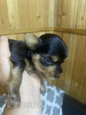 Бронь йорки 2