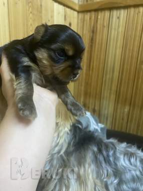 Бронь йорки 3