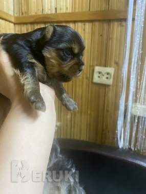 Бронь йорки 4