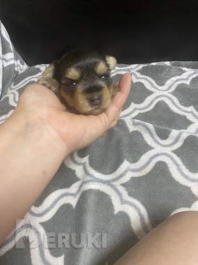 Бронь йорки 5