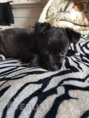 Щенок лада и щенок арчи срочно ищут дома 1