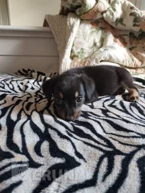 Щенок лада и щенок арчи срочно ищут дома 2