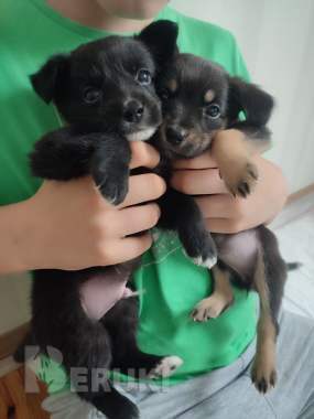 Щенок лада и щенок арчи срочно ищут дома 3