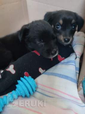 Щенок лада и щенок арчи срочно ищут дома 4