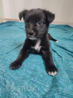 Щенок лада и щенок арчи срочно ищут дома 5