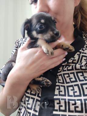 Щенок лада и щенок арчи срочно ищут дома 6