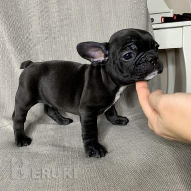 Щенок французского бульдога