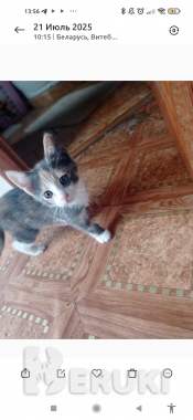 Отдам кошечку в добрые руки 0