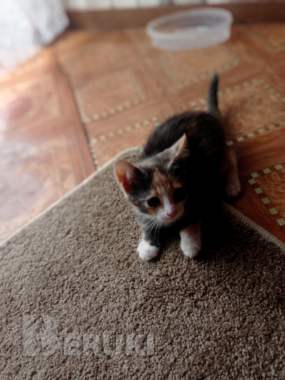 Отдам кошечку в добрые руки 1