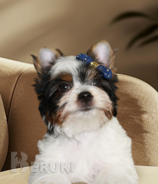 Красивый мальчик бивер йорк