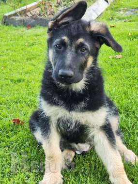 Щенок восточноевропейской овчарки