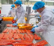 Обработчик, укладчик рыбы с проживанием