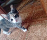 Отдам кошечку в добрые руки