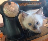 Котята сиамские