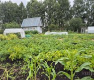 Дача, брестское направление, полчаса на электричке от Минска