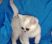Шотландский котенок.