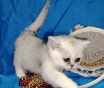 Шотландский котенок.