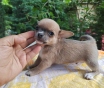 Малыш миничка чихуахуа