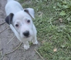 Отдам щенка кобелька дворнягу даром в хорошие руки.