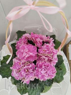 Фиалки сортовые 8