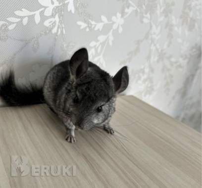 Продаю шиншиллу- мальчик 1
