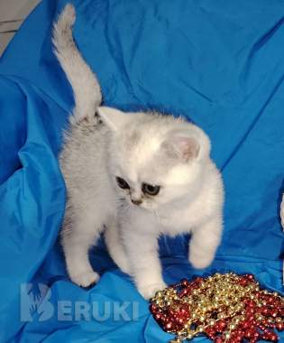 Шотландский котенок. 1