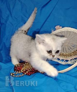 Шотландский котенок. 3