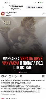 Продам щенков чихуахуа. Мини. 0