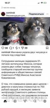 Продам щенков чихуахуа. Мини. 1
