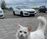 Honda civic x, 2018