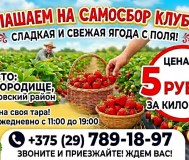 Самосбор клубники