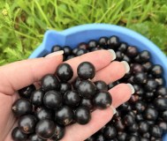 Чёрная смородина. Крупная, сладкая витебск-бешенковичи