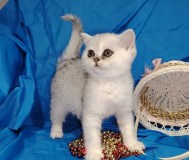 Шотландский котенок.