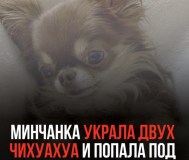 Продам щенков чихуахуа. Мини.