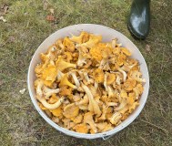 Лисички 20л свежие, бесплатная доставка