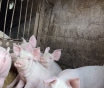 Продам поросят