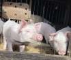 Продам поросят