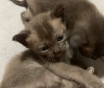 Котята европейской бурмы . Самостоятельные дети