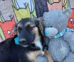 Щенки в добрые руки