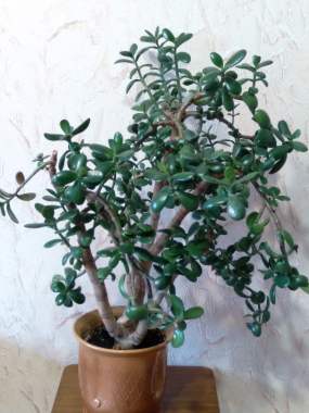 Крассула толстянка 0