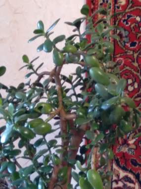 Крассула толстянка 1