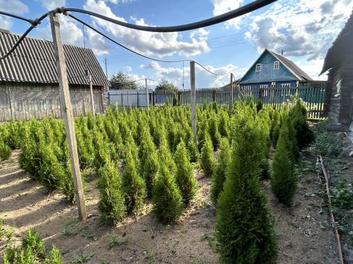 Туи, можжевельники, самшит, кипарисовики 0