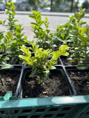 Туи, можжевельники, самшит, кипарисовики 1