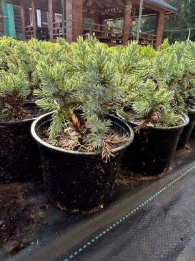 Туи, можжевельники, самшит, кипарисовики 2